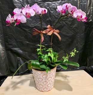 （分類：）位於 。 由 Greatbliss 提交（商品編號 1231480640，圖片 1）。簡介： 。