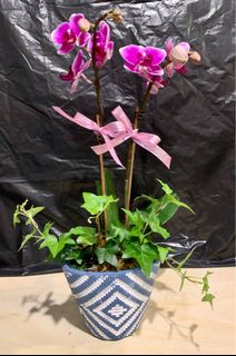 （分類：）位於 。 由 Greatbliss 提交（商品編號 1231481615，圖片 1）。簡介： 。