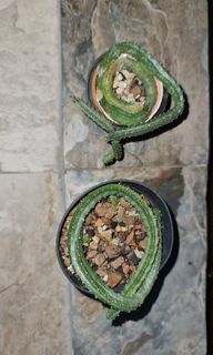 Echidnopsis malum succulent ( pseudopectinaria malum )