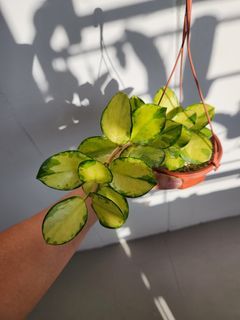 Hoya Australis Lisa