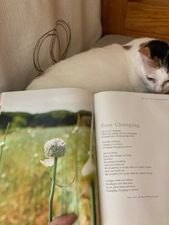 （分類：）位於 。 由 kkrislaw 提交（商品編號 1231586500，圖片 1）。簡介： 。