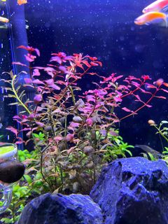 (Category: ) located in . Submitted by isjbel (Listing ID 1231549817, Image 1). Description: .
