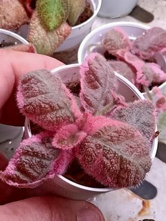 Mini succulents, 🌵 &mini plants DIY at Bukit timah shopping centre