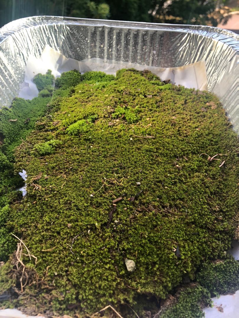 Moss ( for bonsai / terrarium ), Furniture & Home Living, Gardening