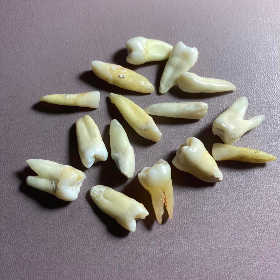 NATURAL TOOTH on Carousell