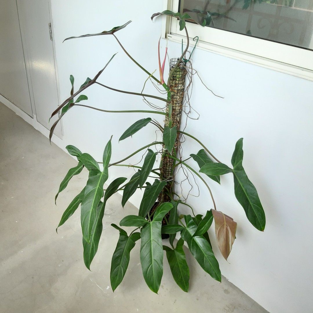 Philodendron Mexicanum, Furniture & Home Living, Gardening, Plants & Seeds  on Carousell