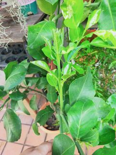 Pomelo tree