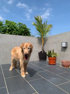 （分類：）位於 。 由 pet_cottage 提交（商品編號 1231607574，圖片 1）。簡介： 。