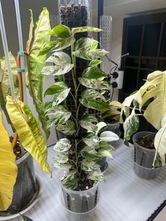 (Category: ) located in . Submitted by variegationaddicts (Listing ID 1231737043, Image 1). Description: .