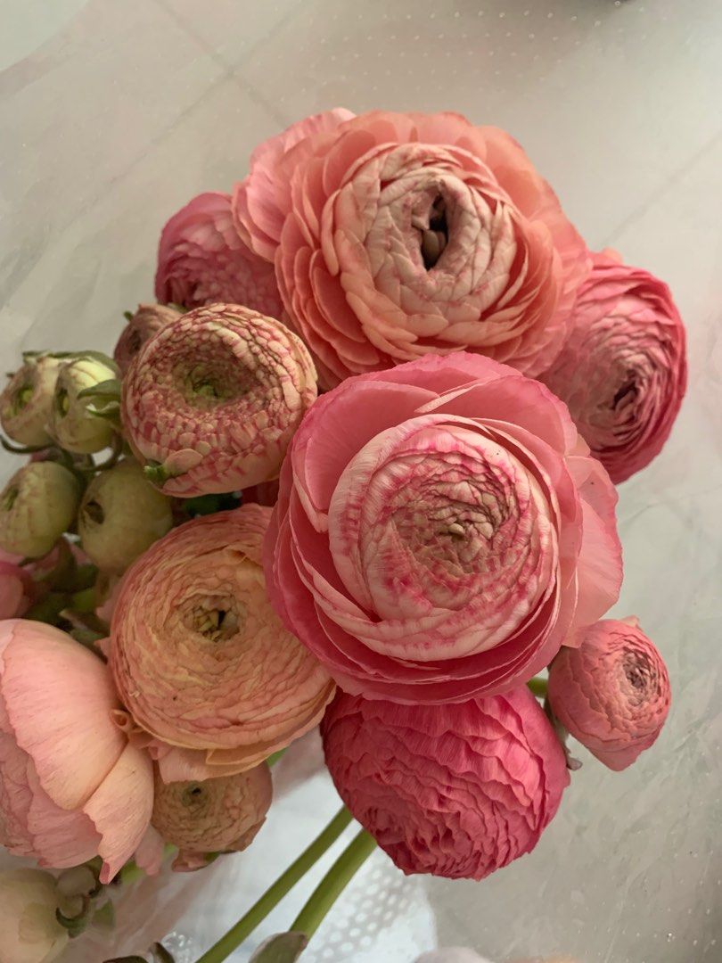 Premium Ranunculus Ranunculus premium flower bouquet, Hobbies & Toys, Stationery & Craft ...