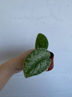 Scindapsus pictus  ‘Exotica’ plant pot / scindapsus exotica satin pothos plants
