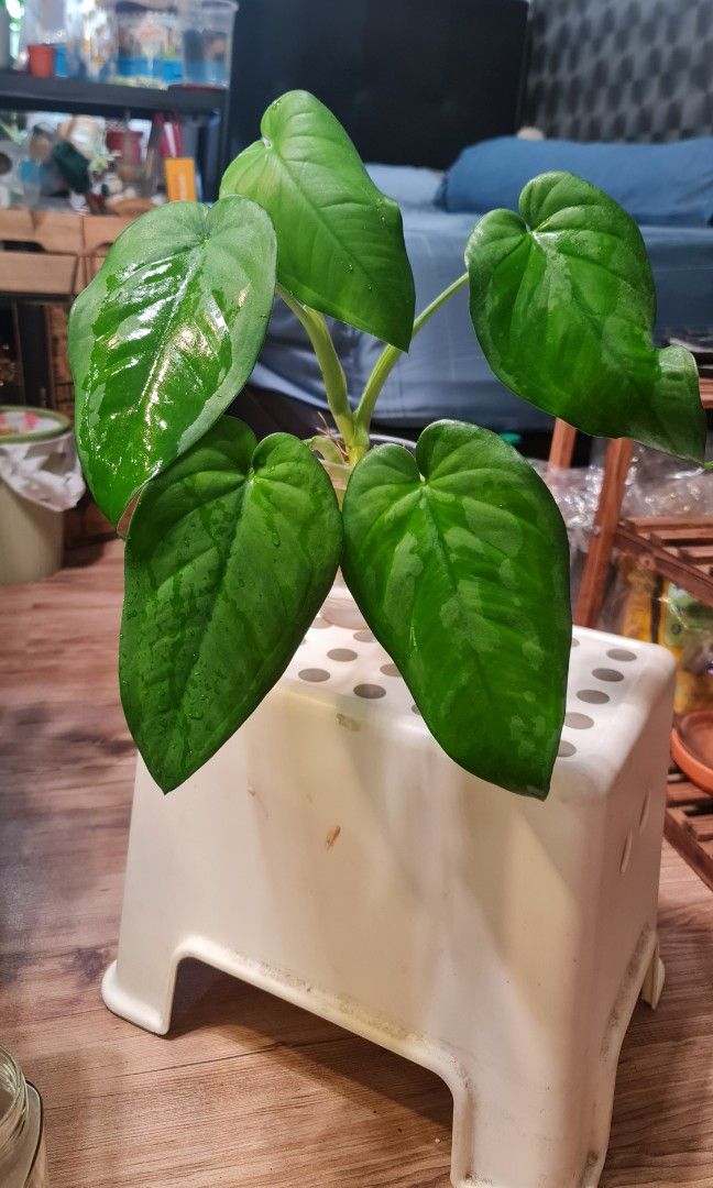 Syngonium Chiapense, Furniture & Home Living, Gardening, Plants & Seeds ...