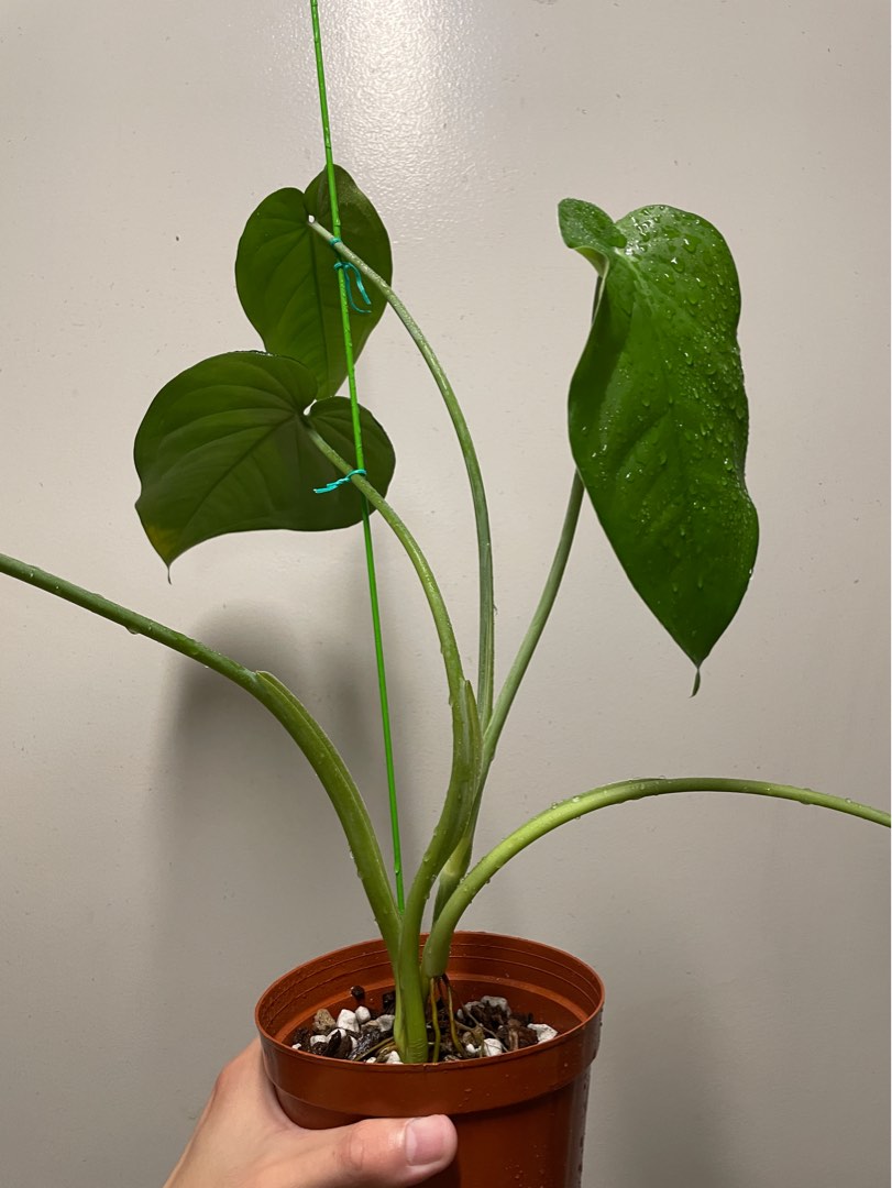 Syngonium Chiapense, Furniture & Home Living, Gardening, Plants & Seeds ...
