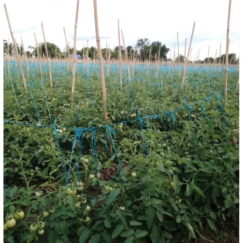 Vegetable Twine 6 ply Blue / Black (Approx 500g) Balag / Trellis