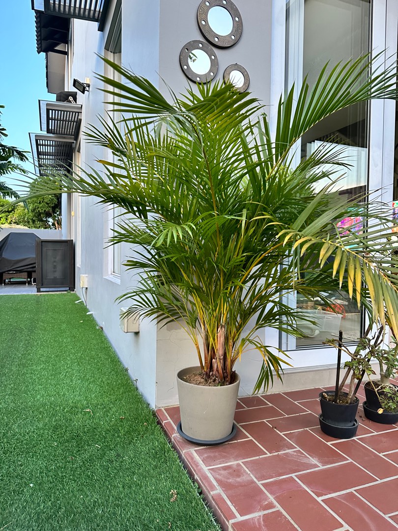 60 inches tall palm tree for sale, Furniture & Home Living, Gardening