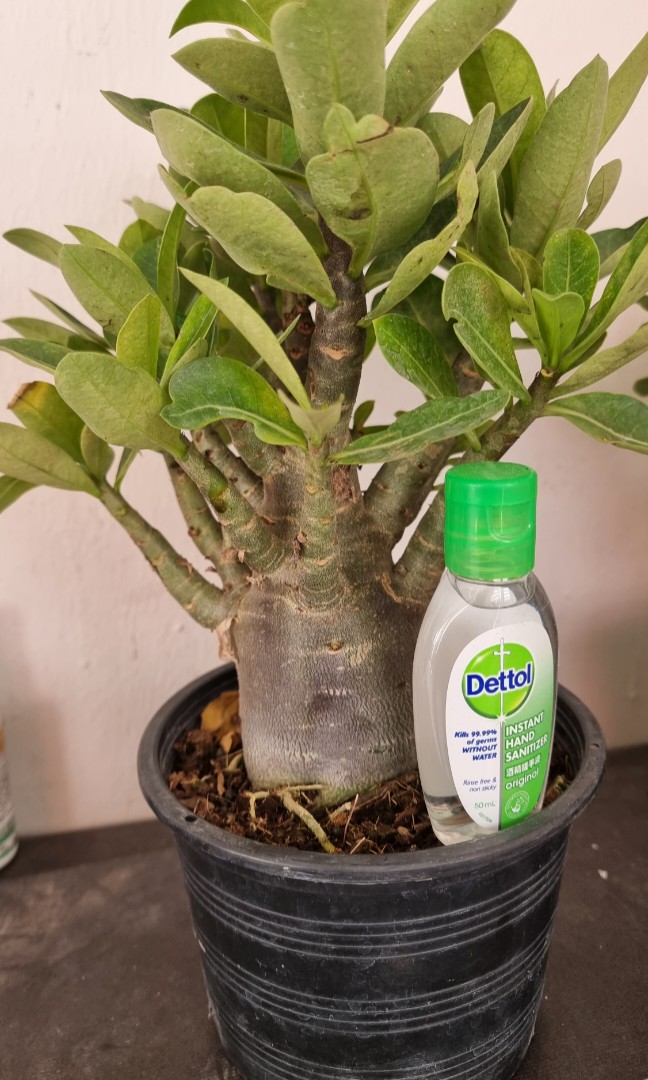 Adenium Plant Furniture Home Living Gardening Plants Seeds On Carousell