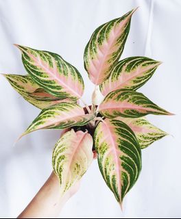 Aglaonema Pink Panama