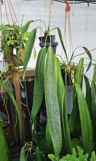 Anthurium wendlingeri #2