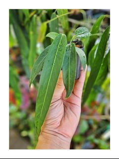 Anthurium wendlingeri seedling sale
