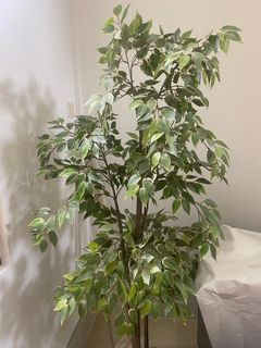 （分類：）位於 。 由 keibunkin 提交（商品編號 1231798741，圖片 1）。簡介： 。