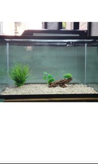 (Category: ) located in . Submitted by frenzishar (Listing ID 1231880761, Image 1). Description: .