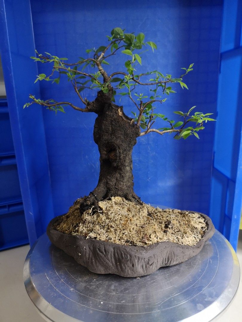 (hollow mountain trunk) Bombay ebony montana mustam bonsai, persimmon