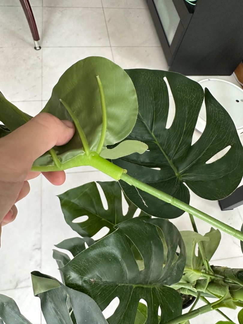 Fake Monstera Plant, Furniture & Home Living, Gardening, Pots