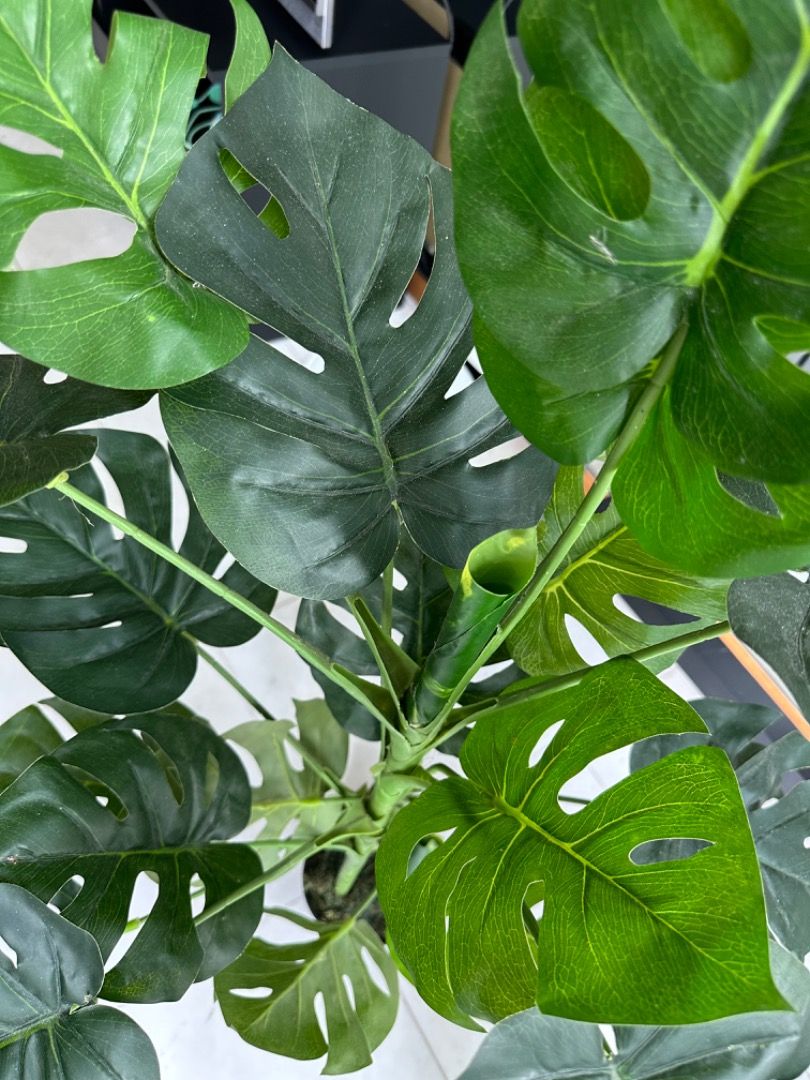 Fake Monstera Plant, Furniture & Home Living, Gardening, Pots