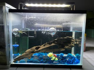 (Category: ) located in . Submitted by newfish_c5f2c1 (Listing ID 1231919470, Image 1). Description: .