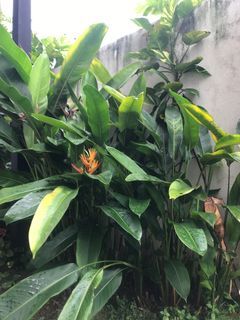 Heliconia Psittacorum Plant 🪴
