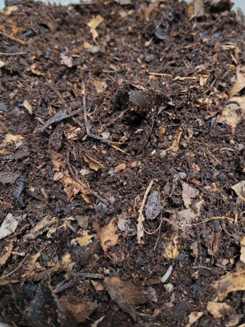 Isopod substrate Isosoil Forest Floor Complete Bioactive Substrate