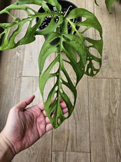 (Category: ) located in . Submitted by plantventures (Listing ID 1231934059, Image 1). Description: .