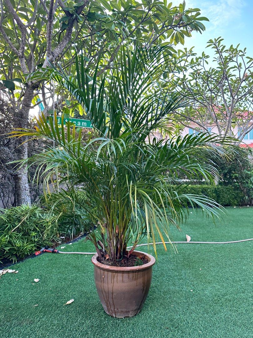 Palm tree for sale, Furniture & Home Living, Gardening, Plants & Seeds