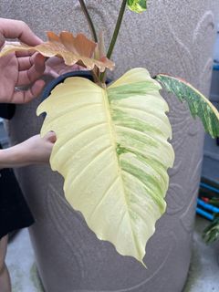 （分類：）位於 。 由 matapathivara 提交（商品編號 1231907263，圖片 1）。簡介： 。