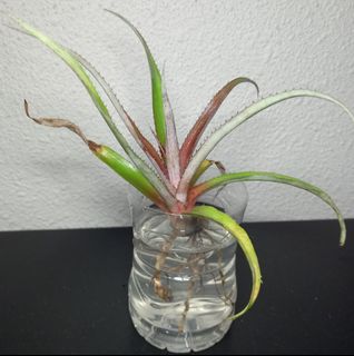 (Category: ) located in . Submitted by plants888 (Listing ID 1160983810, Image 1). Description: .