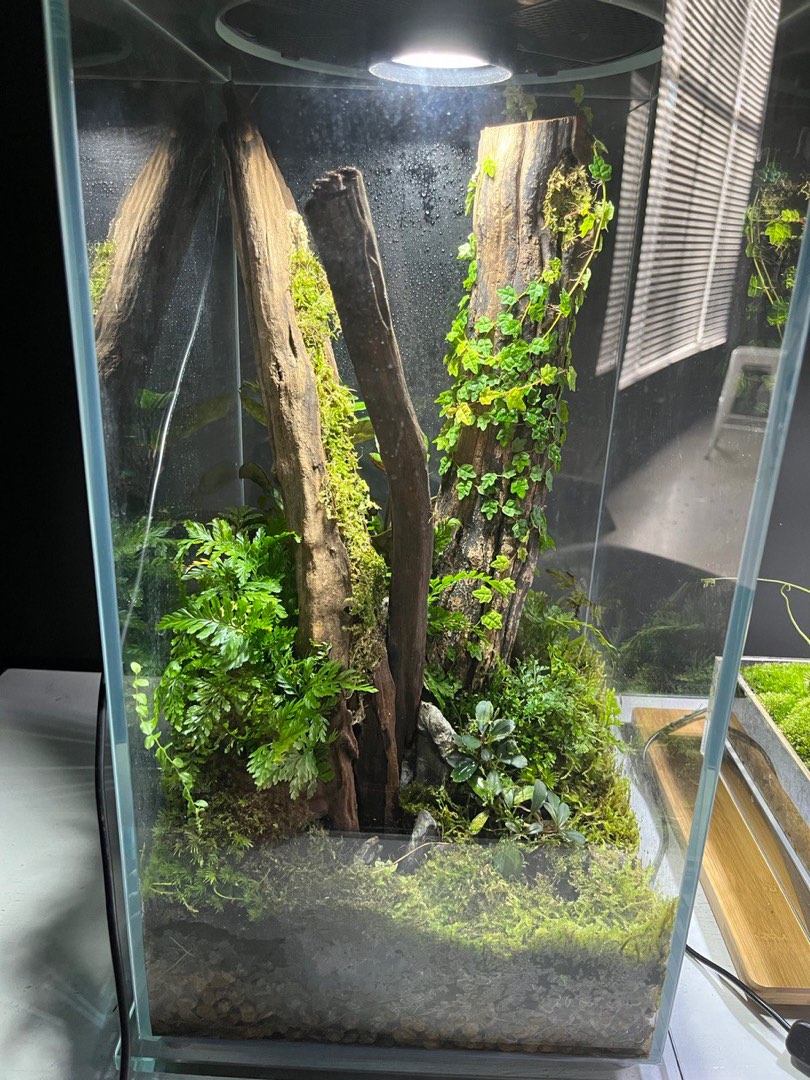Terrarium greens set w/ built in LED grow light, Furniture & Home