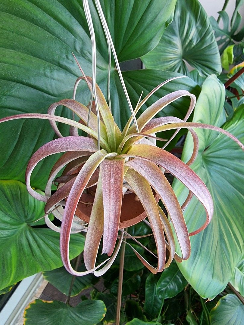 Tillandsia Airplant Loveknot, Furniture & Home Living, Gardening