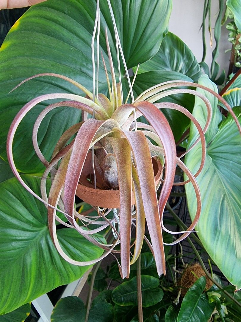 Tillandsia Airplant Loveknot, Furniture & Home Living, Gardening