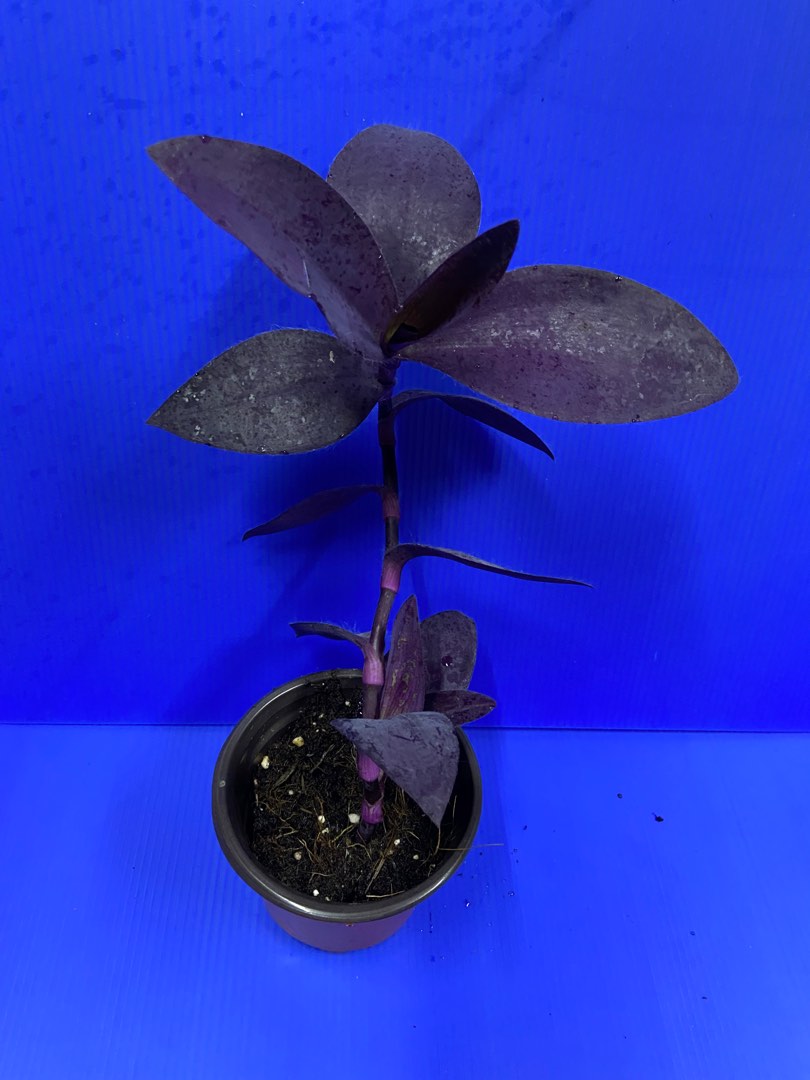 Tradescantia Pallida (Purple Heart Plant), Furniture & Home Living