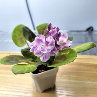 （分類：）位於 。 由 africanvioletshk 提交（商品編號 1231176187，圖片 1）。簡介： 。