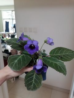 （分類：）位於 。 由 ckyalan 提交（商品編號 1232022820，圖片 1）。簡介： 。