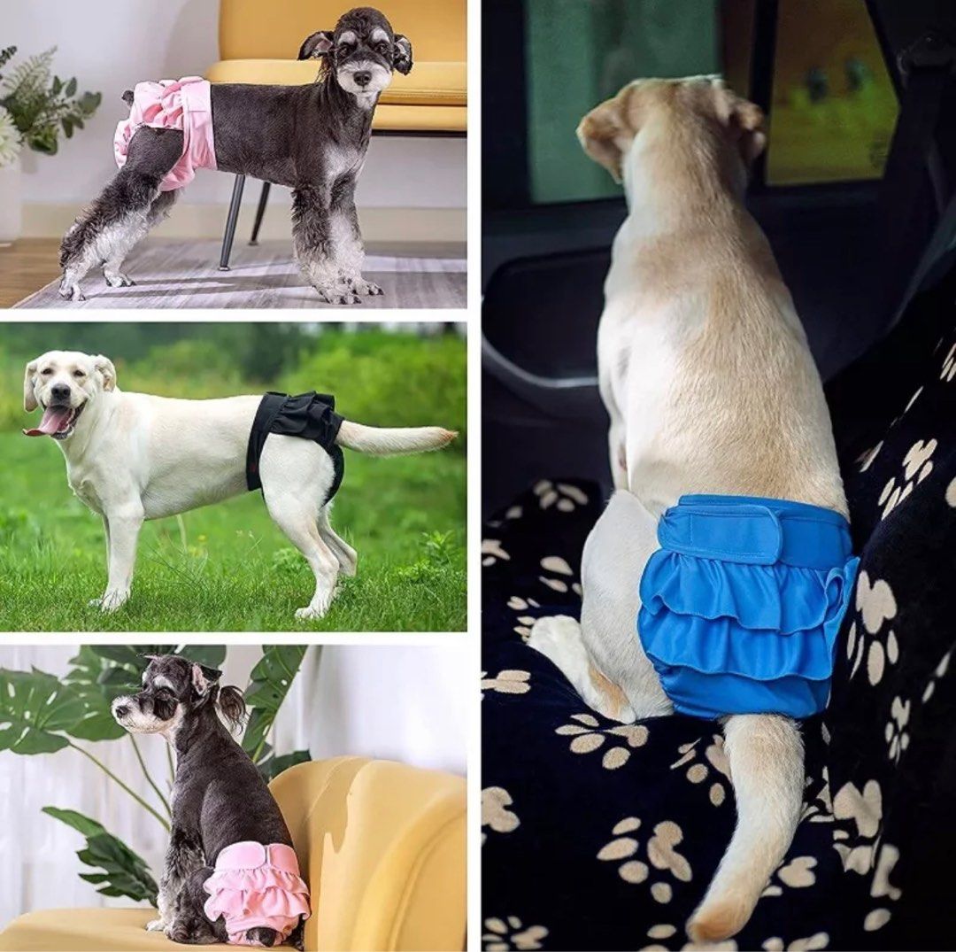 Diaper for shih tzu clearance