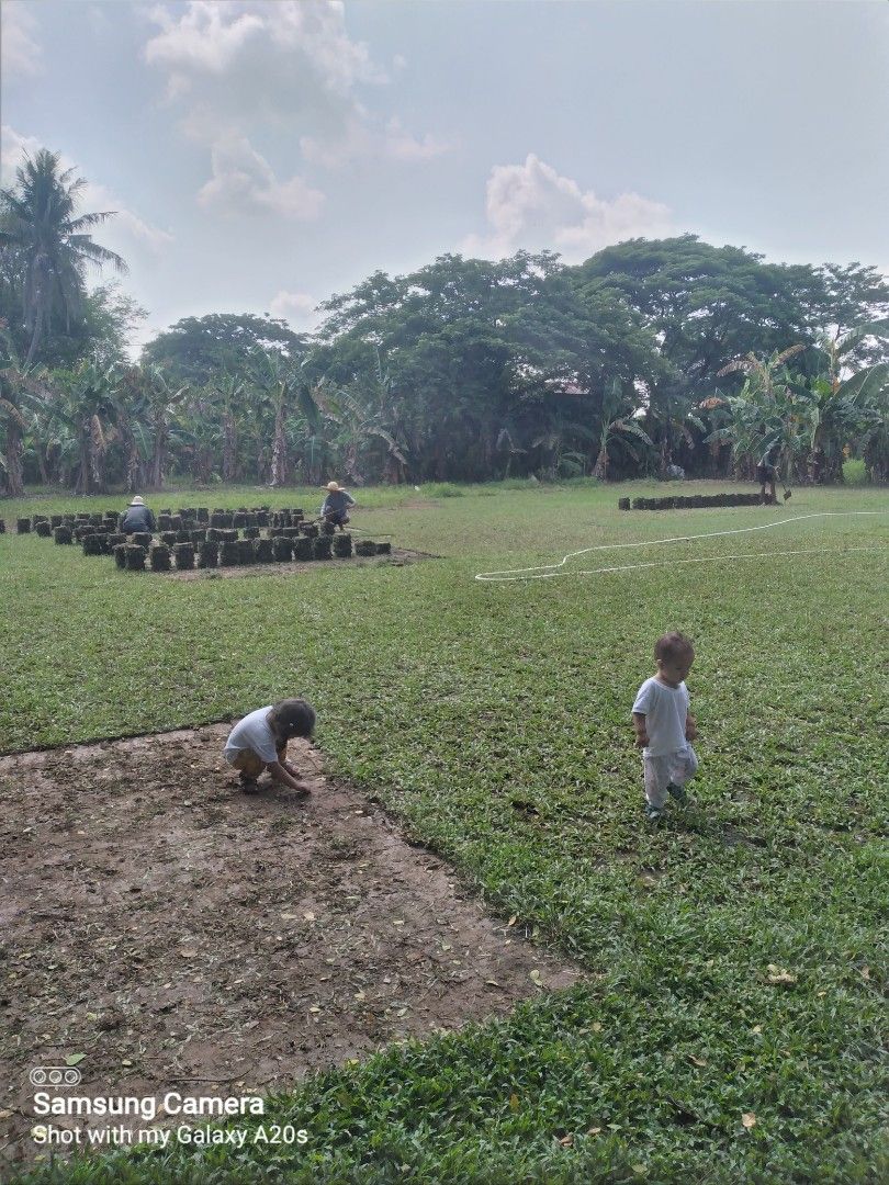 Frog grass,carabao grass,blue grass, Furniture & Home Living, Gardening ...