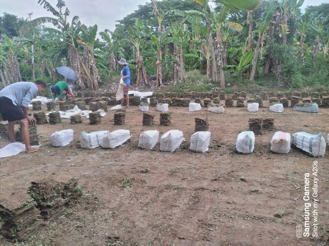Frog grass,carabao grass,blue grass, Furniture & Home Living, Gardening ...