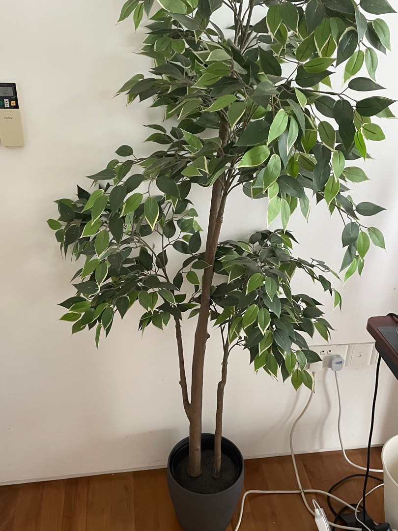 IKEA FEJKA Artificial potted plant Weeping fig, Furniture & Home Living, Gardening, Plants