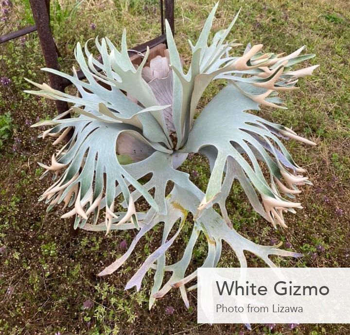 P.Whitegizmo ホワイトギズモ ビカクシダ - 観葉植物