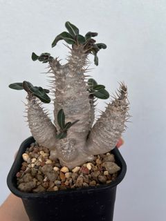 Pachypodium Rosulatum Subsp.Cactipes