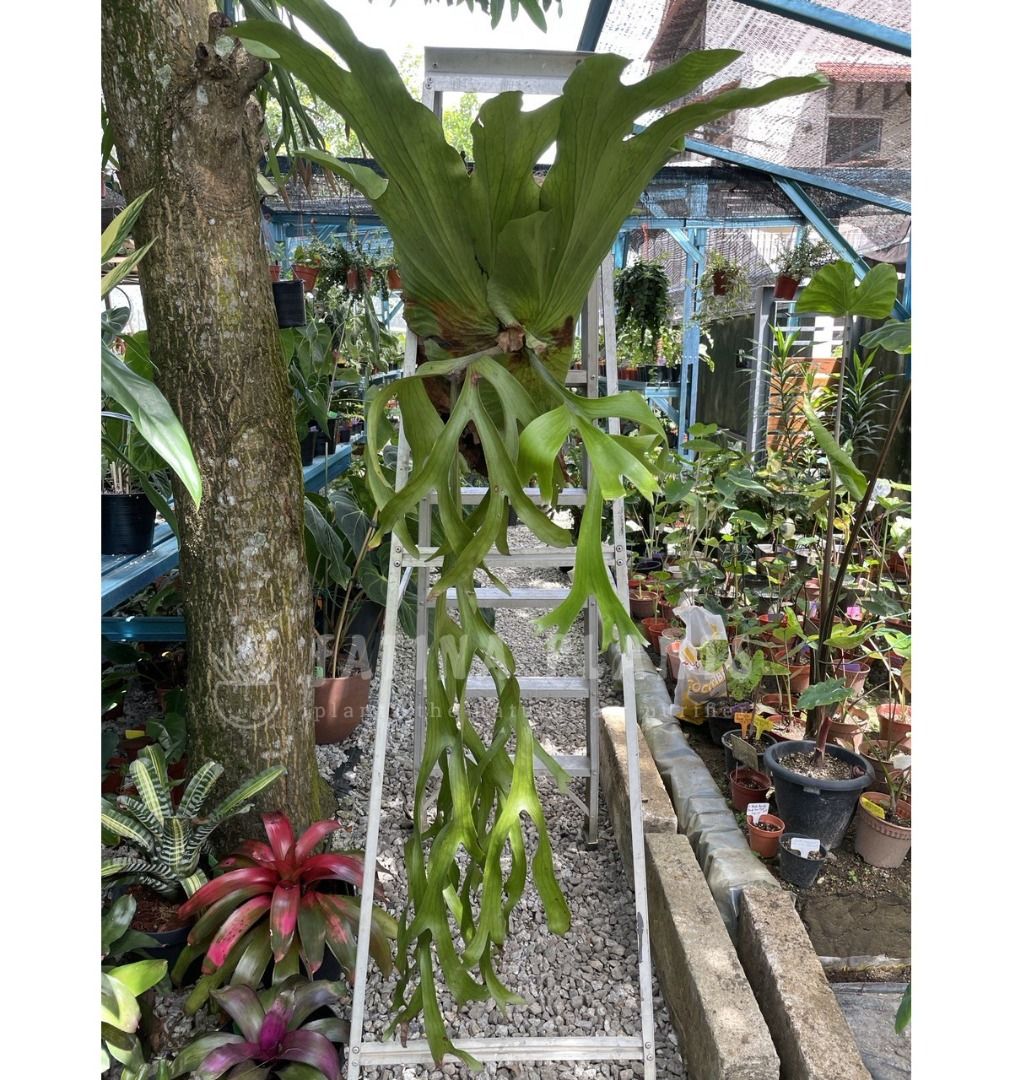 Staghorn Fern Tanduk Rusa Platycerium D, Furniture & Home Living