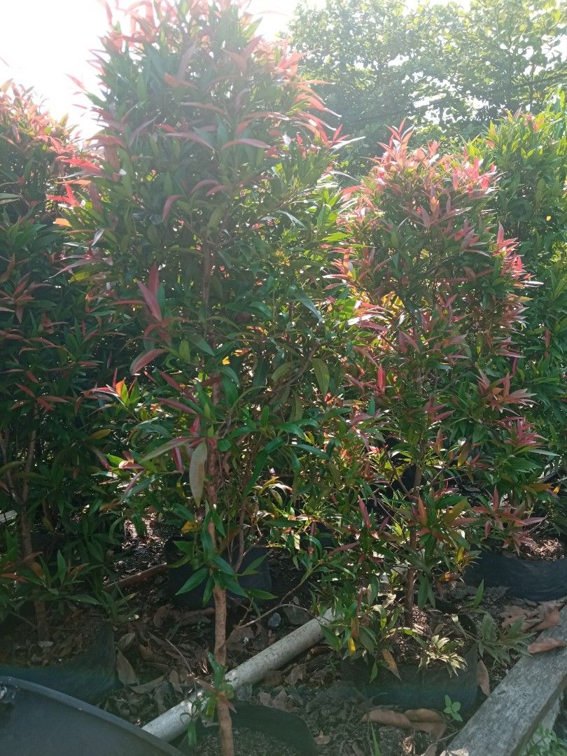 Tanaman Pucuk Merah on Carousell