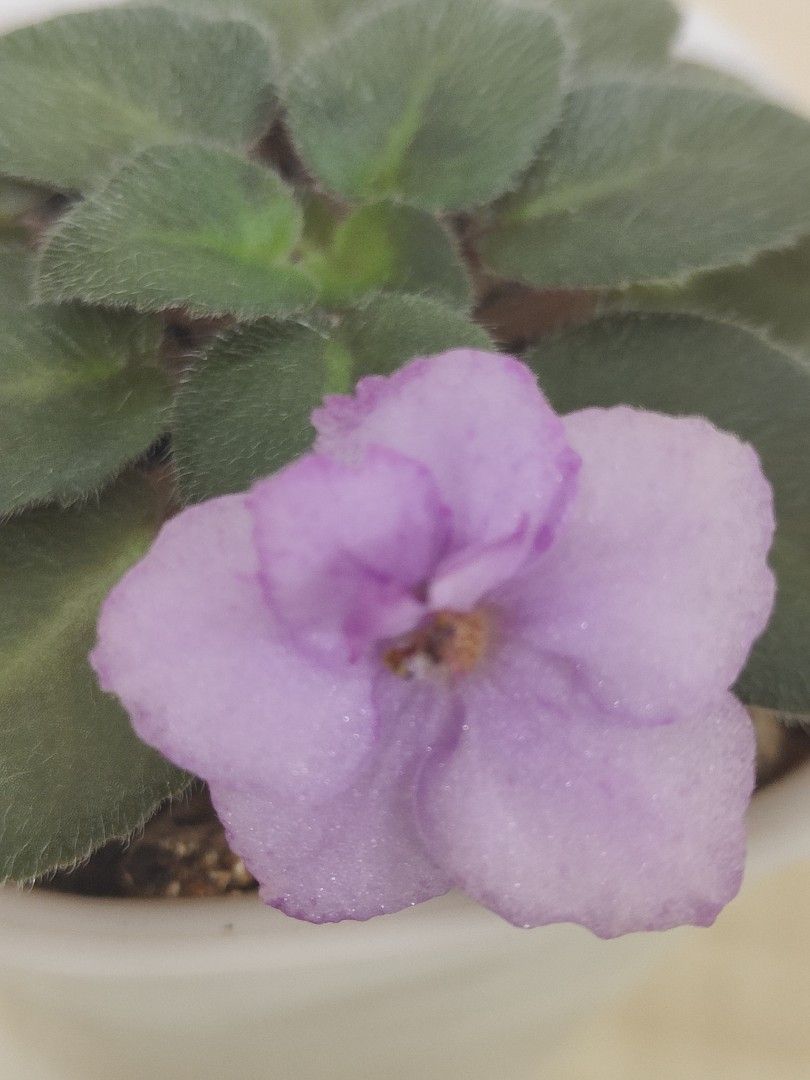 African Violet - Rob's Hippity Hop, Furniture & Home Living, Gardening ...
